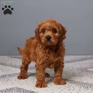 Oliver, Cavapoo Puppy